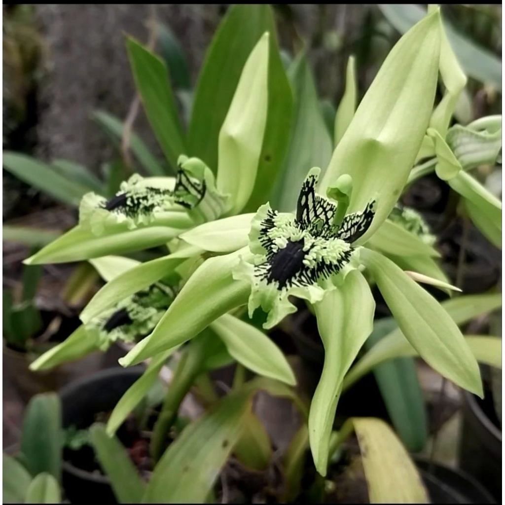 Bibit Anakan anggrek hitam Coelogyne pandurata
