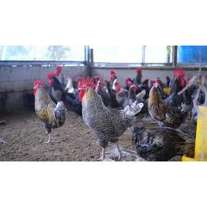Telur Fertil Ayam KUNTARA 4 Untuk di Tetaskan - TELUR TETAS AYAM KUNTARA 4