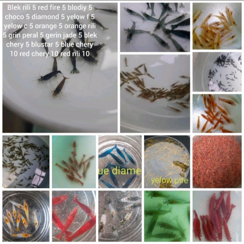 Paket Kumplit Udang Hias Air Tawar hiasan Akuarium