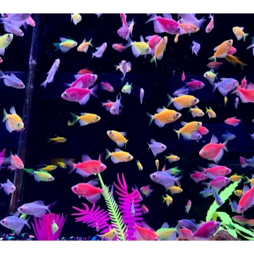 Aksesoris Hiasan Aquarium Glofish Size L Hiasan Aquascape |Ikan Hias Bozz Louhan|