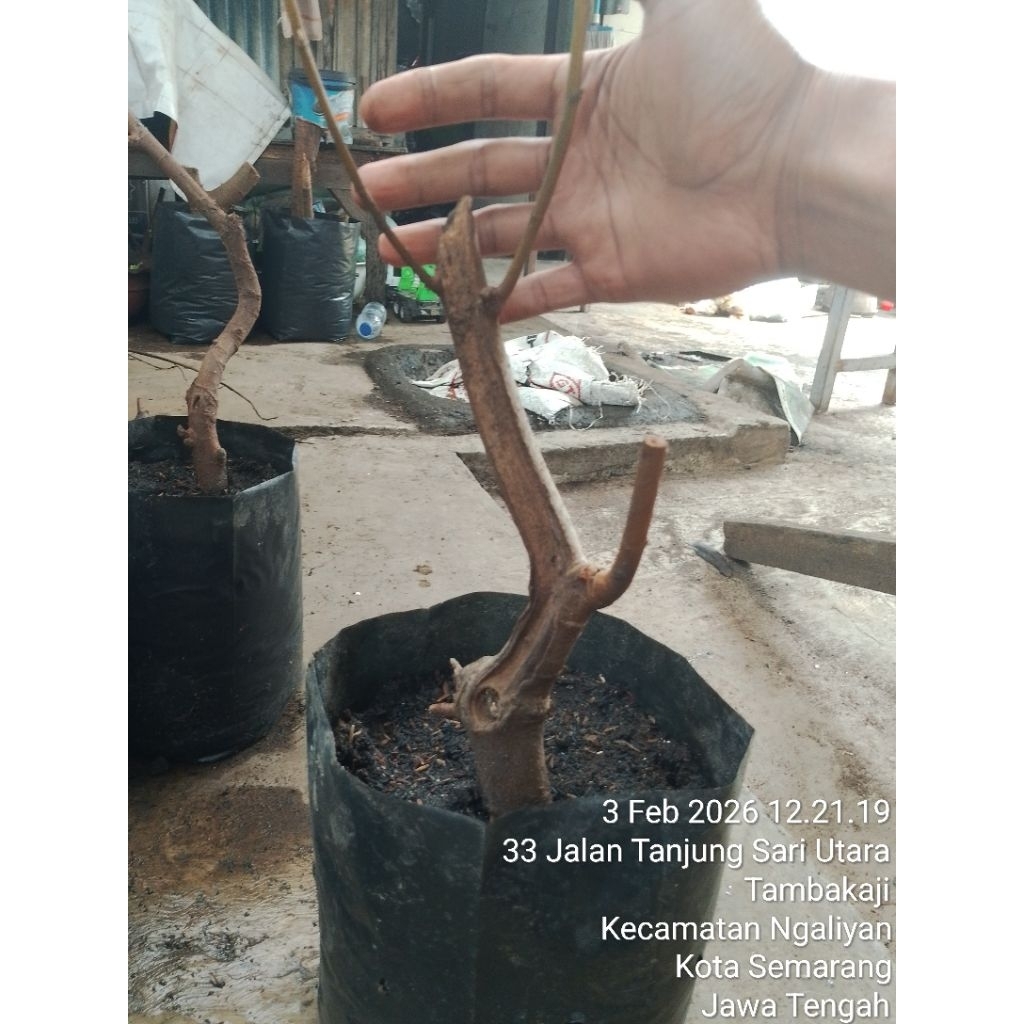 Bahan bonsai LOA Informal los pucuk hasil dongkelan Realpict