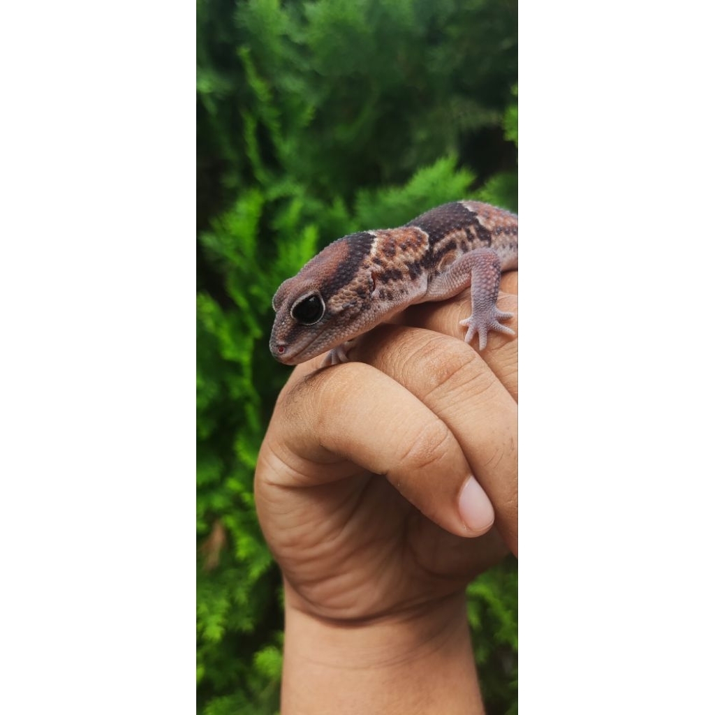 African Fat Tailed Gecko AFT