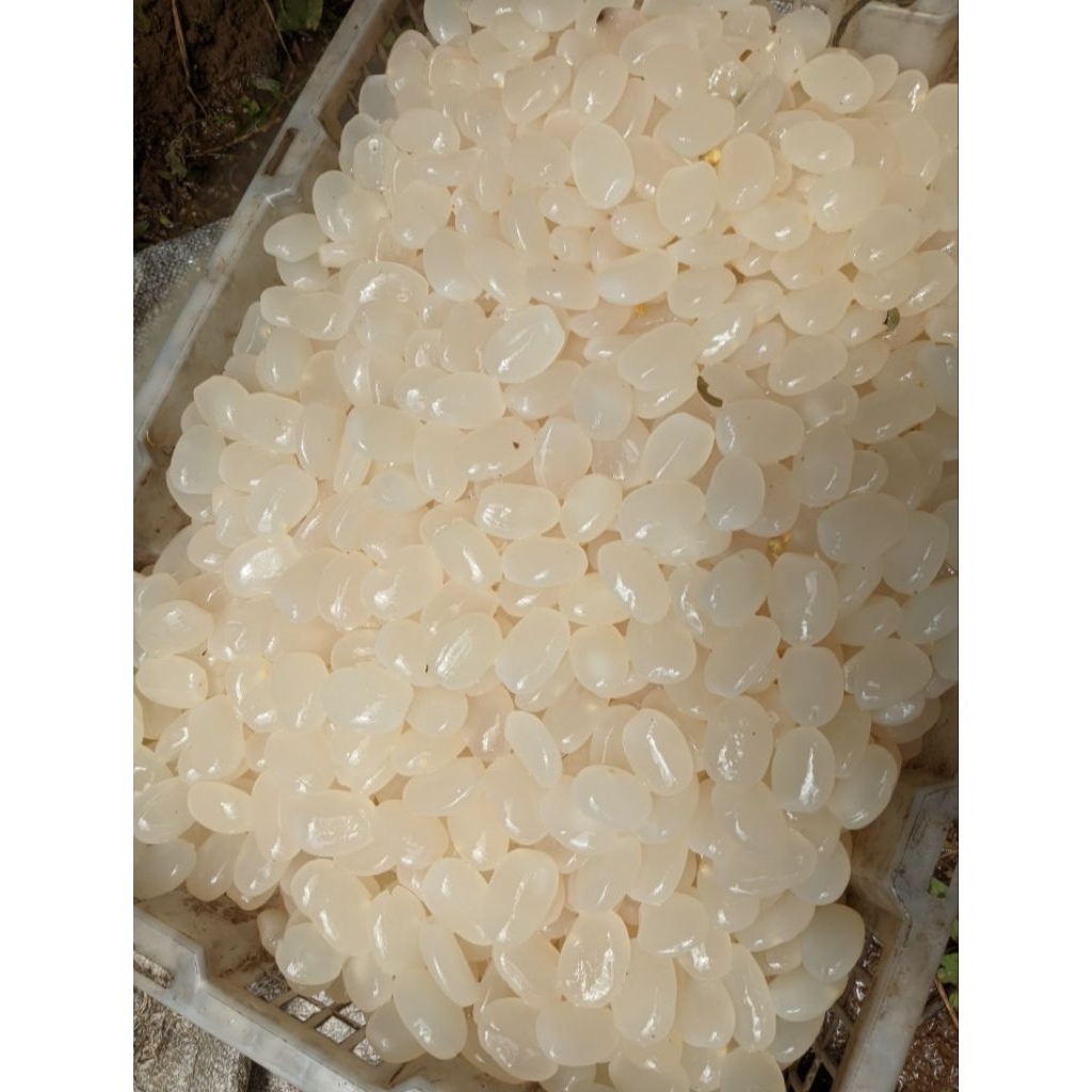 kolangkaling/cangkalengsegar