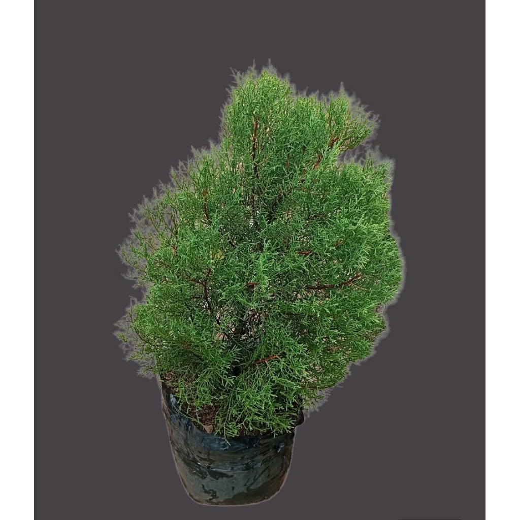 Cemara Wangi atau cemara rentes wangi.