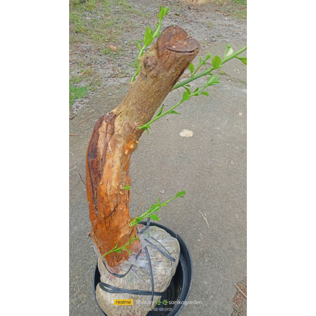 BAHAN BONSAI POHON SISIR/KALIAGE  DONGKELAN