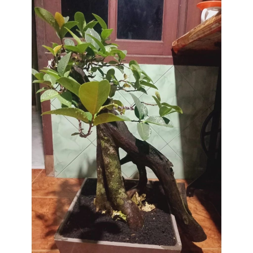 Bonsai iprik pupus merah on the rock, real pict