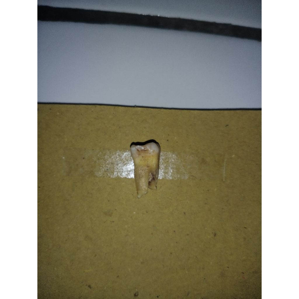 Gigi Molar Asli untuk praktikum