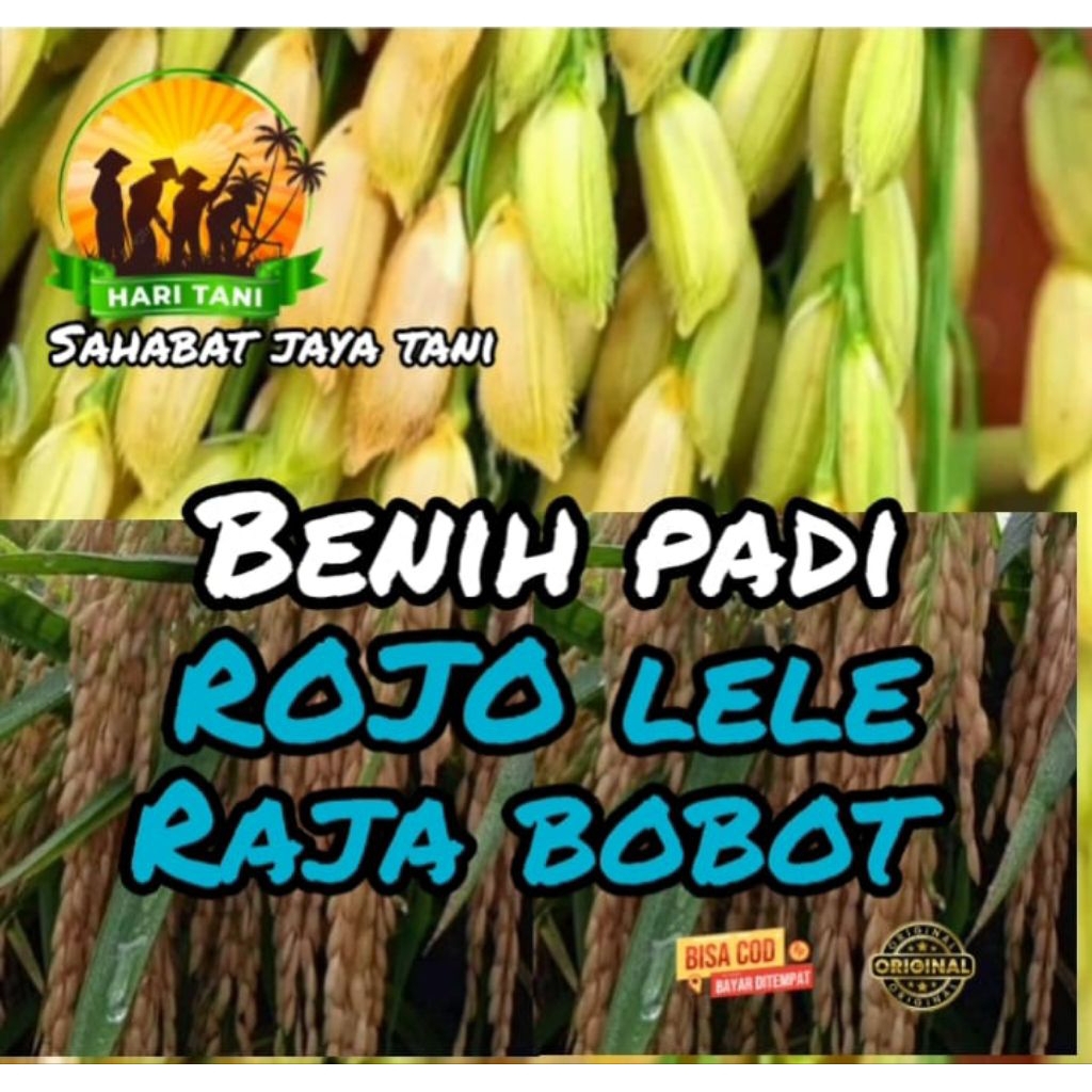 benih padi rojolele raja bobot kemasan 1kg