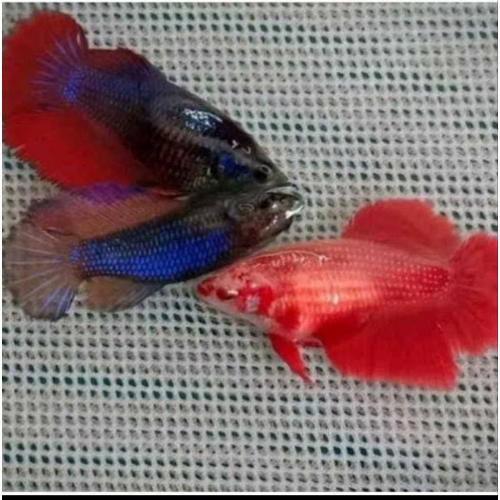 Betina Cupang Halfmoon Full Telur Siap Kawin