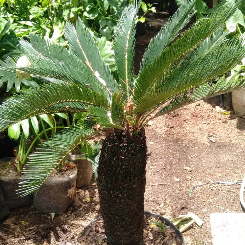 tanaman sikas // mawar jambe // uk bonggol besar