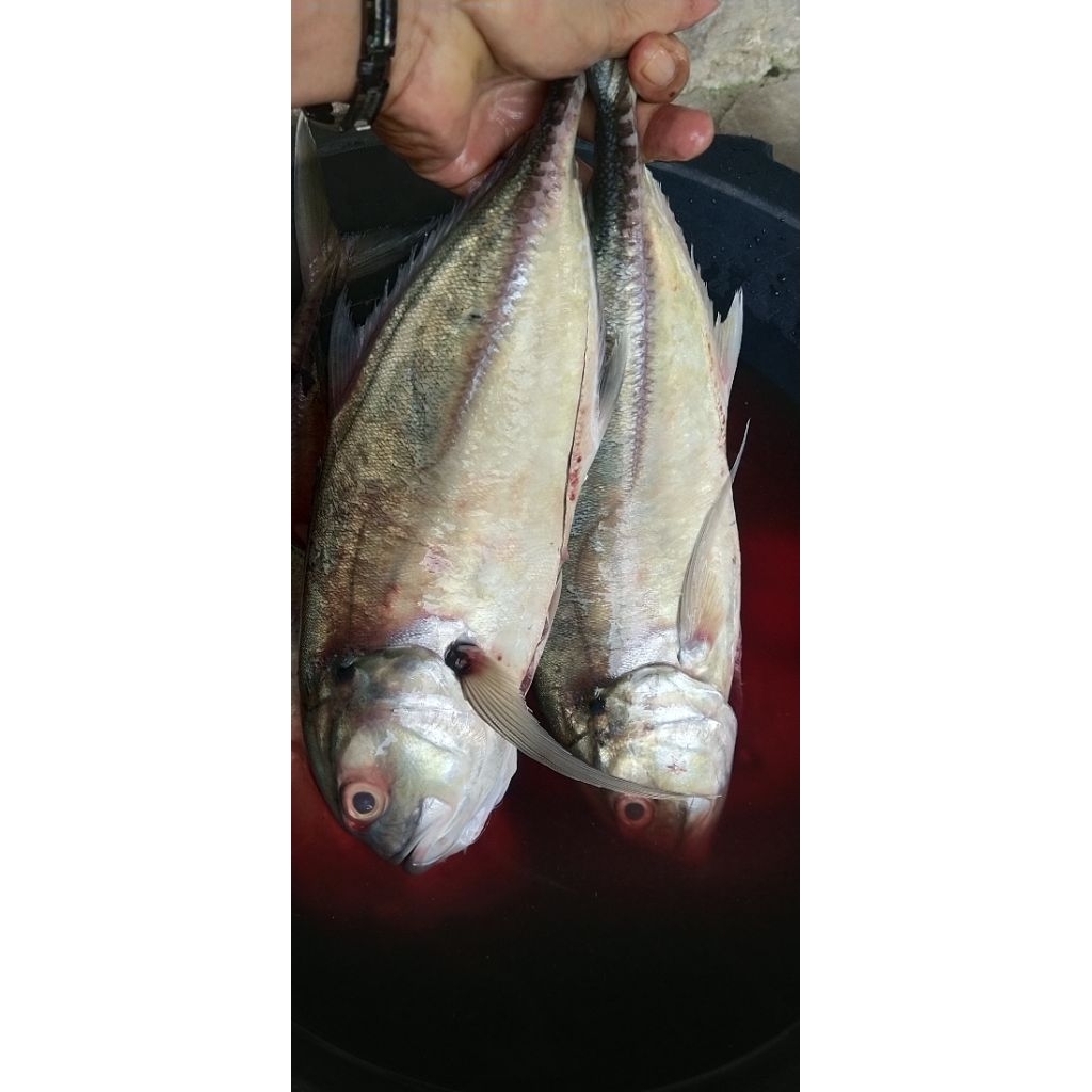ikan kuwe super / kuwe gt / 1kg