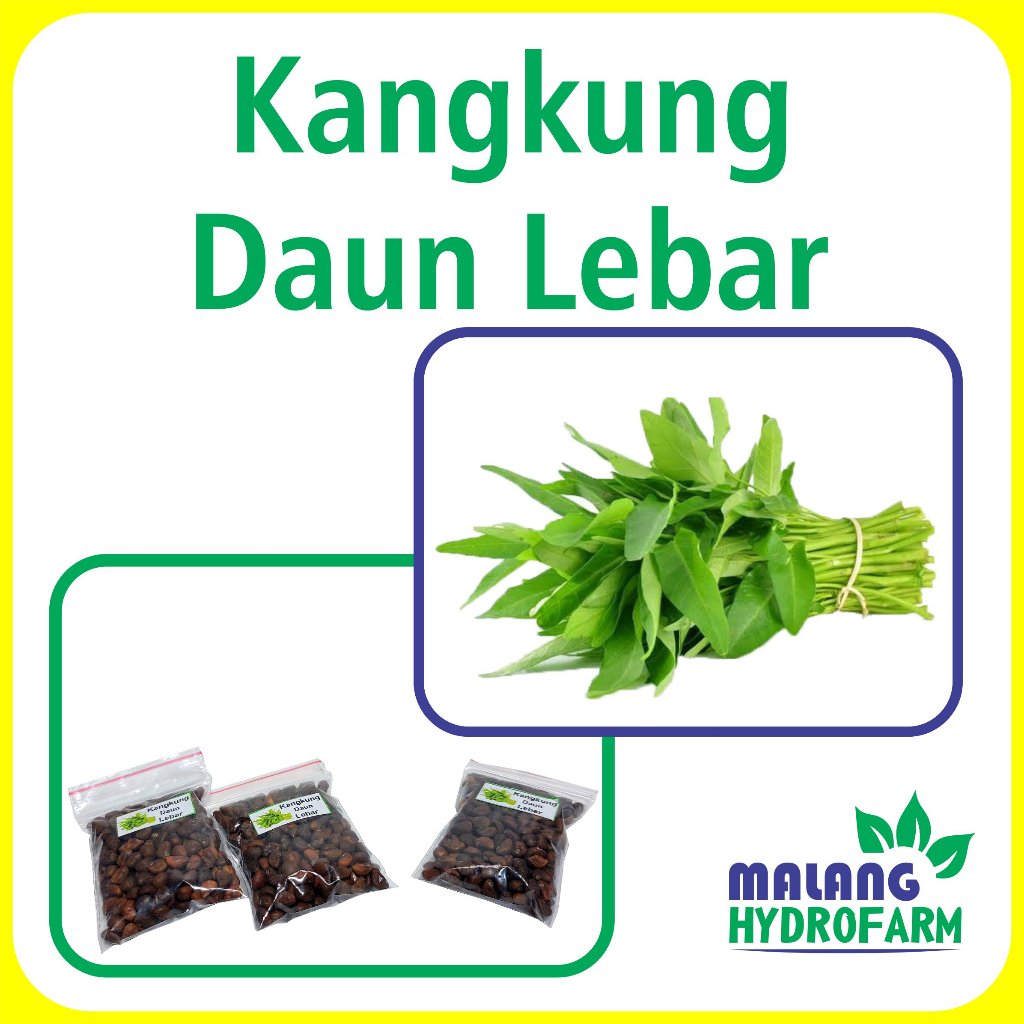 Benih Kangkung Unggulan berkualitas biji bibit hydroponik hidroponik sayuran tanaman sayur