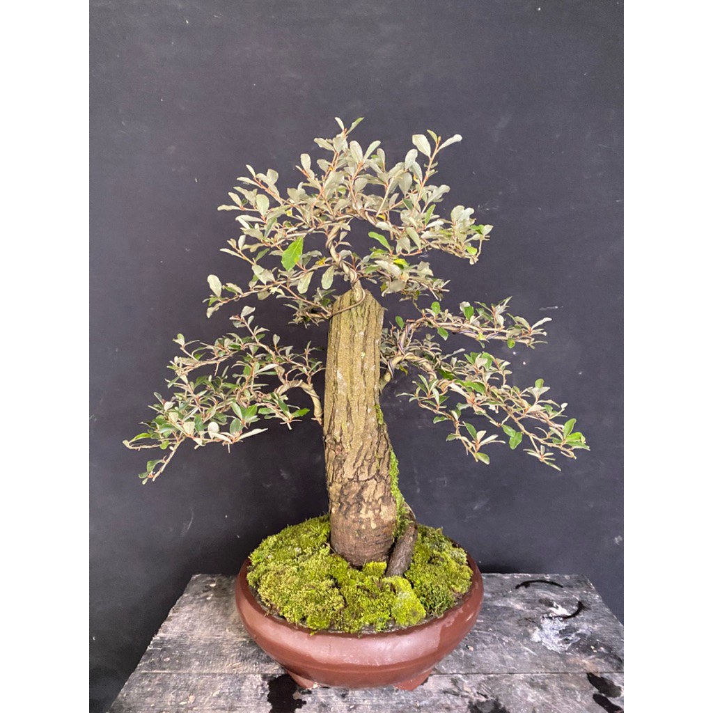 Bonsai silverberry / Bonsai kiperak batang gede