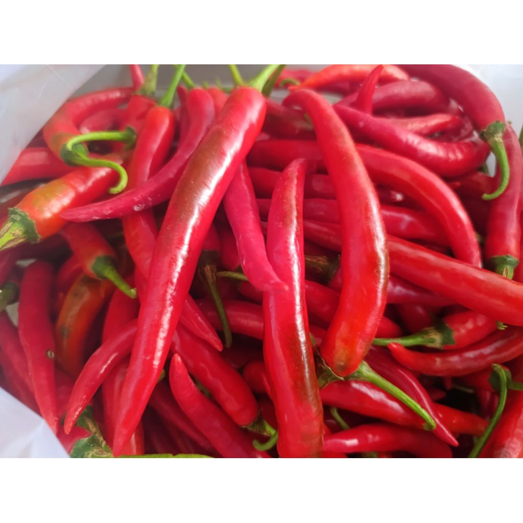 Cabe Merah Besar 1kg