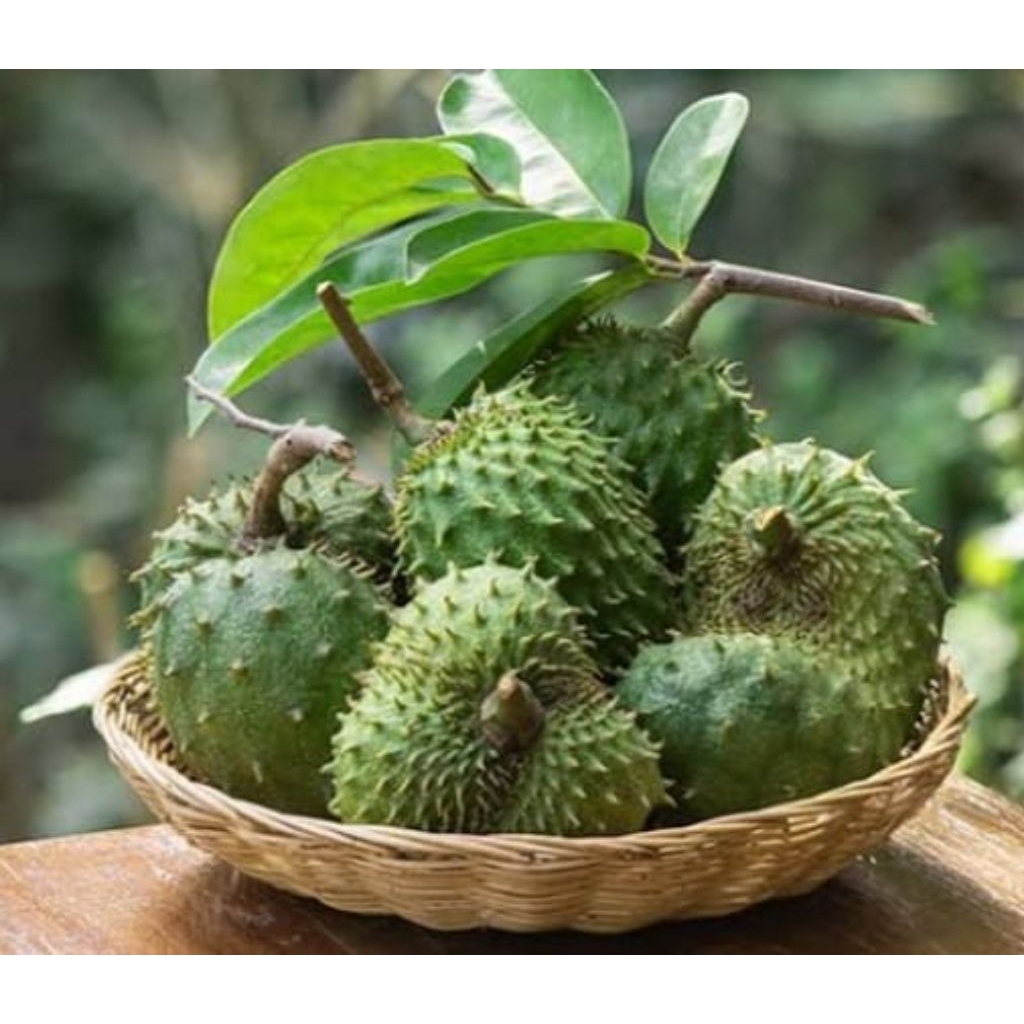 Buah Sirsak / Sirsak Madu