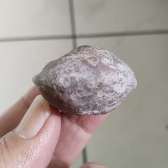 Kemiri Adu Muncang Adu LK Ori Urgen Full Tua