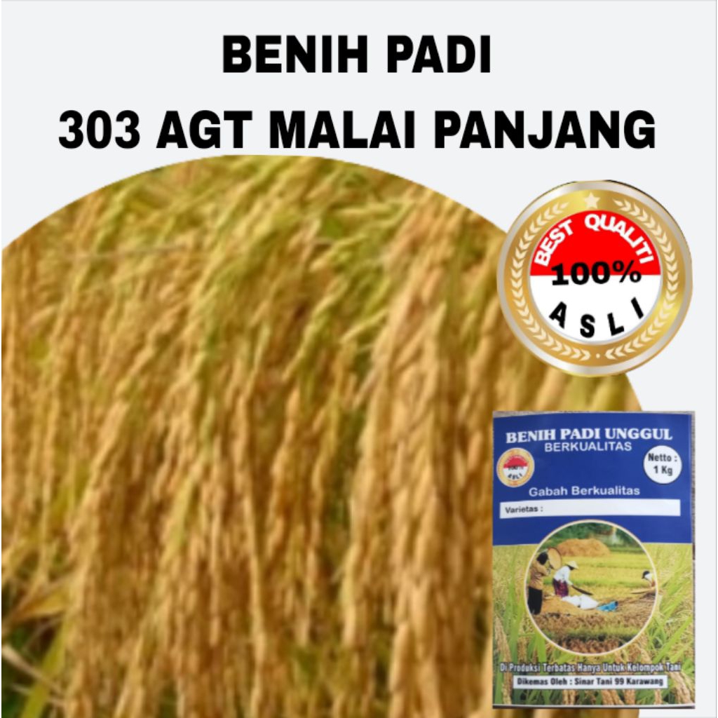 BENIH PADI 303 AGT MALAI PANJANG BERKUALITAS Unggul 1 kg