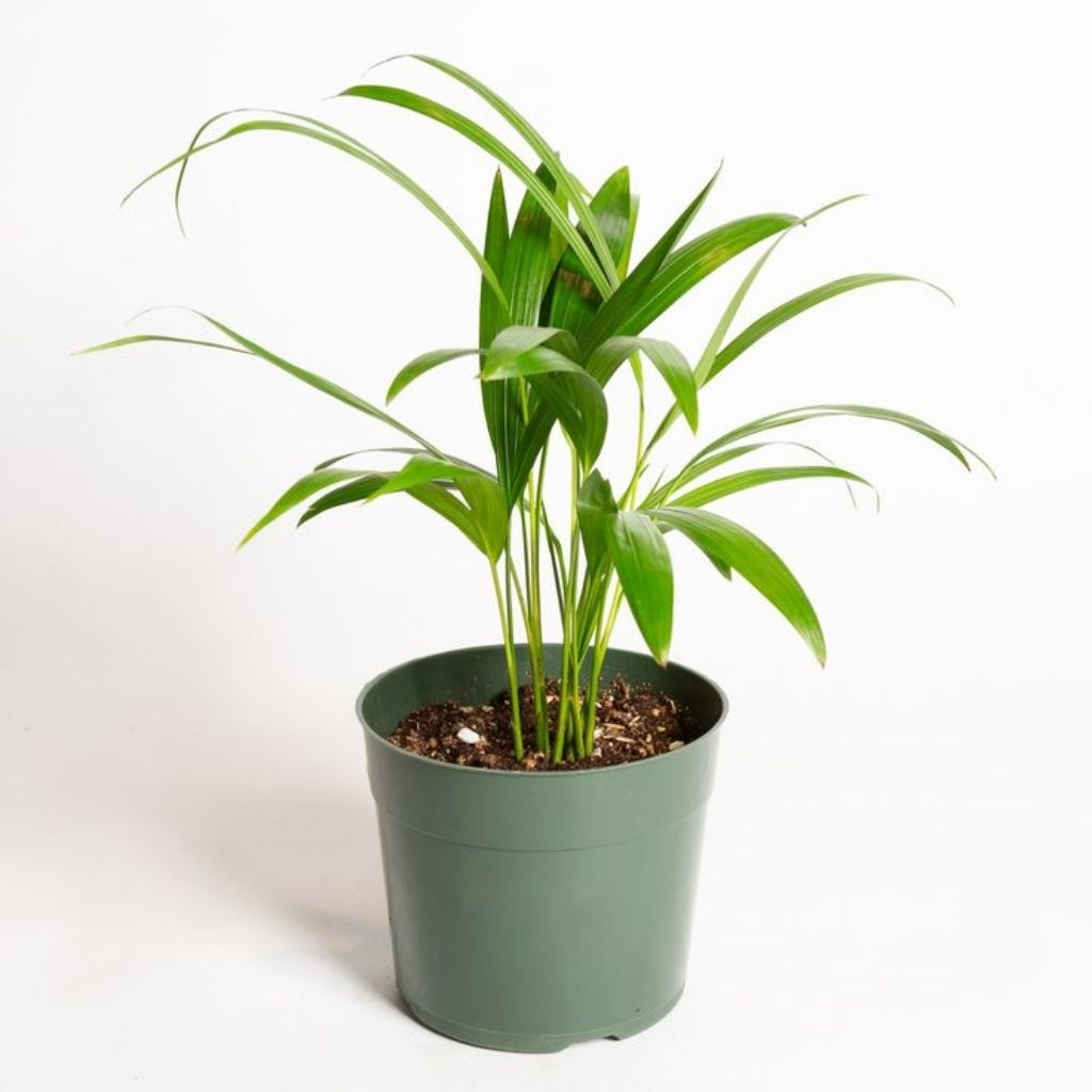 Tanaman Hias Palem Kuning Mini | Palem Kuning Hidup | Tanaman Hias Indoor Outdoor Murah