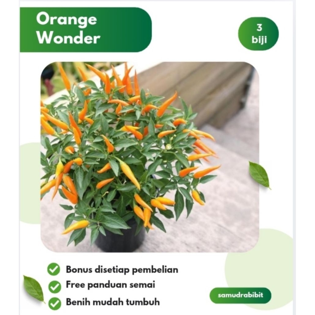 Benih Cabe Hias Orange Wonder F1 Hibrida