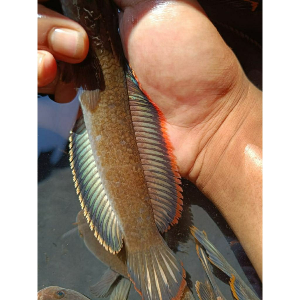 Garansi Limbata Wc rim Super tebal size 10 /20cm terbaik