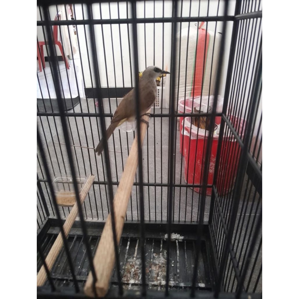 trucuk kebo mulus body big sudah ngropel