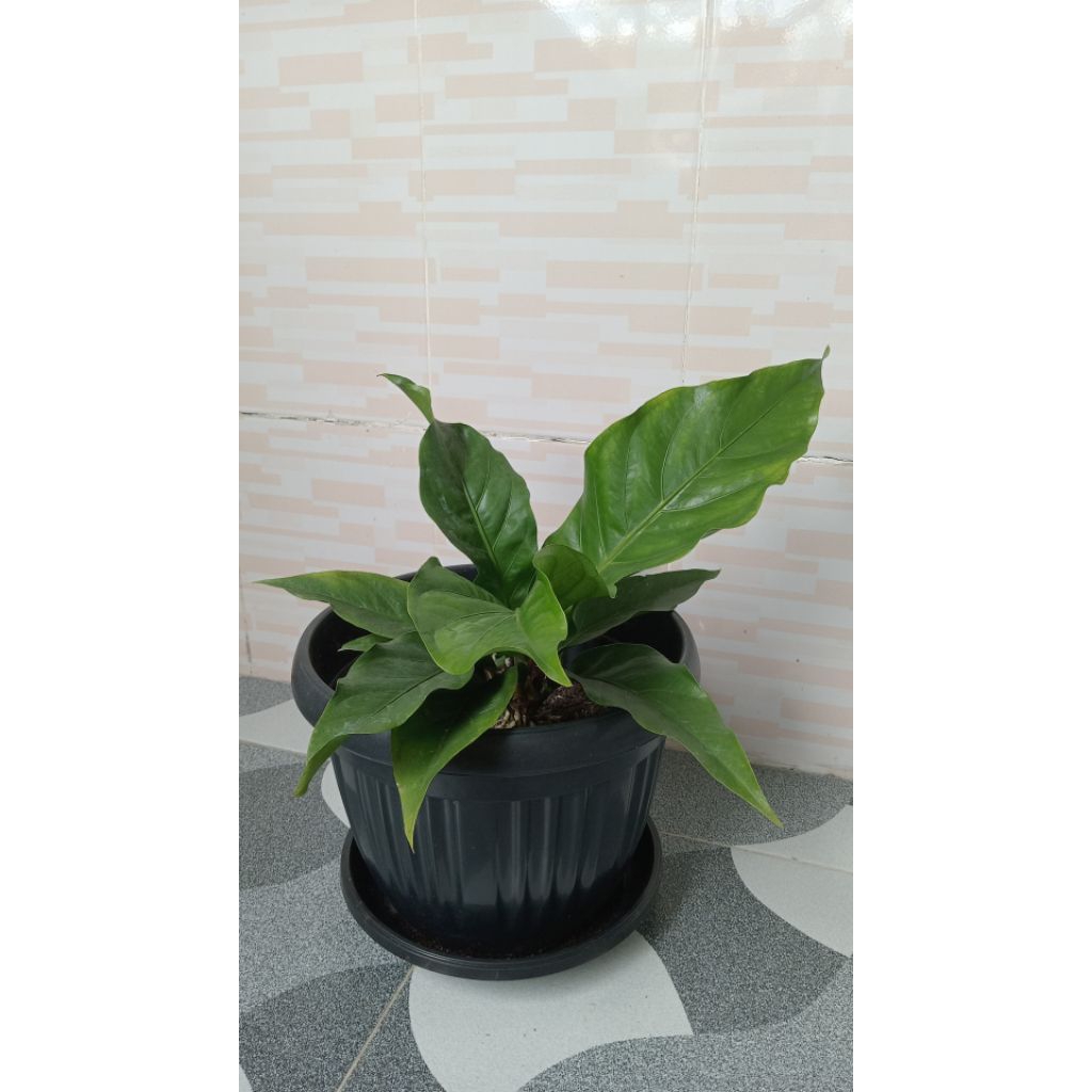 Anthurium Jemani [Jumbo] bukan anakan- Daun Tebal, Warna Hijau Segar, Mudah Dirawat