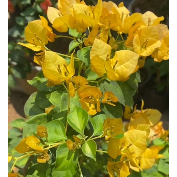 Stek Bougenville import Jinda Kuning (perbatang)