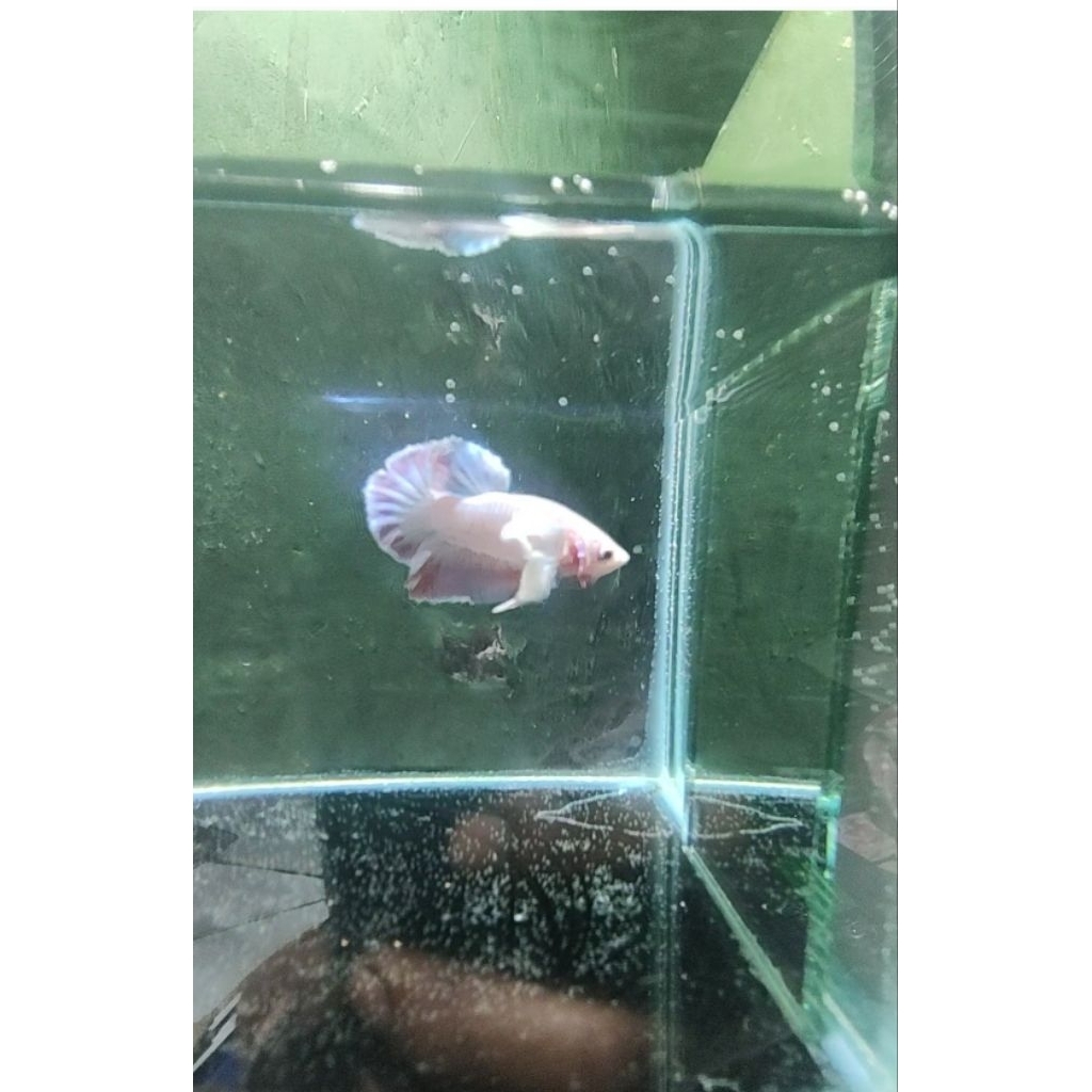 cupang PKDE PINK AURORA