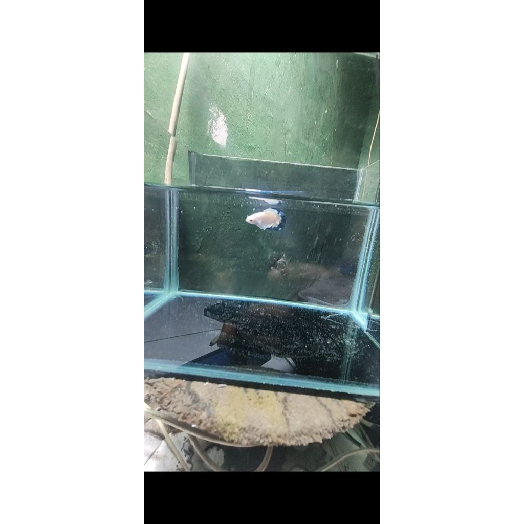 CUPANG PDKT BLUE RIM MALE/JANTAN