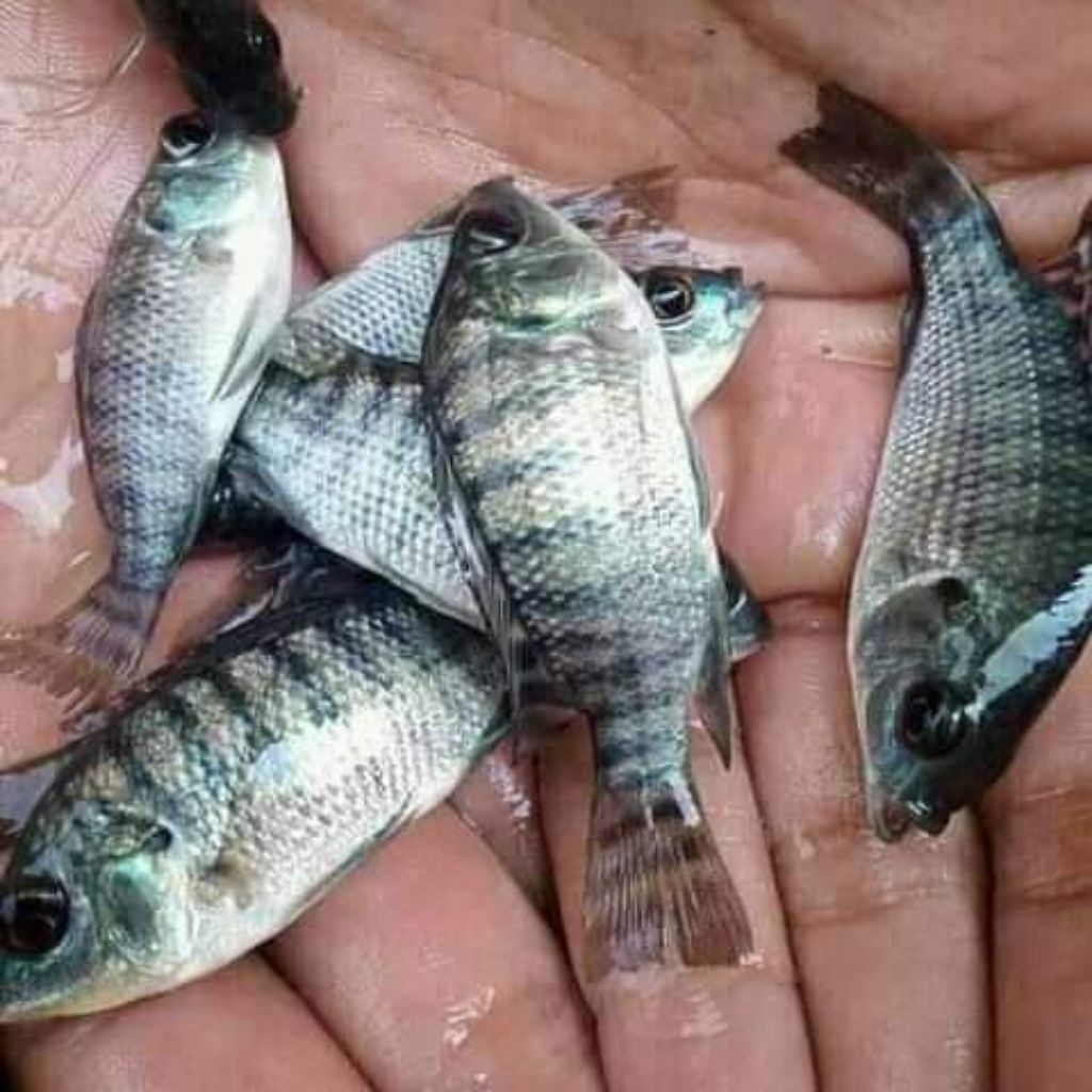 bibit mujair hitam 2 jari