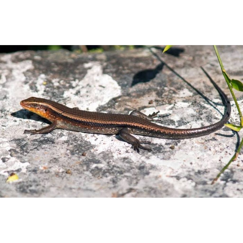 mainan Kadal Kebun, bagus untuk display Ruangan