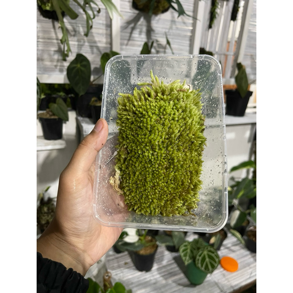 Sphagnum moss hidup (kotak klip 1liter), lumut hidup, media tanam