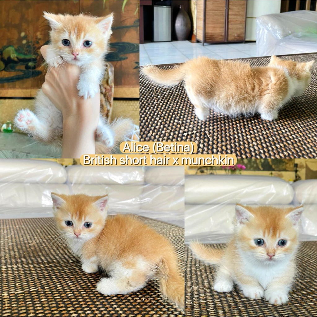 KUCING MIX MUNCHKIN DAN BRITISH SHORT HAIR
