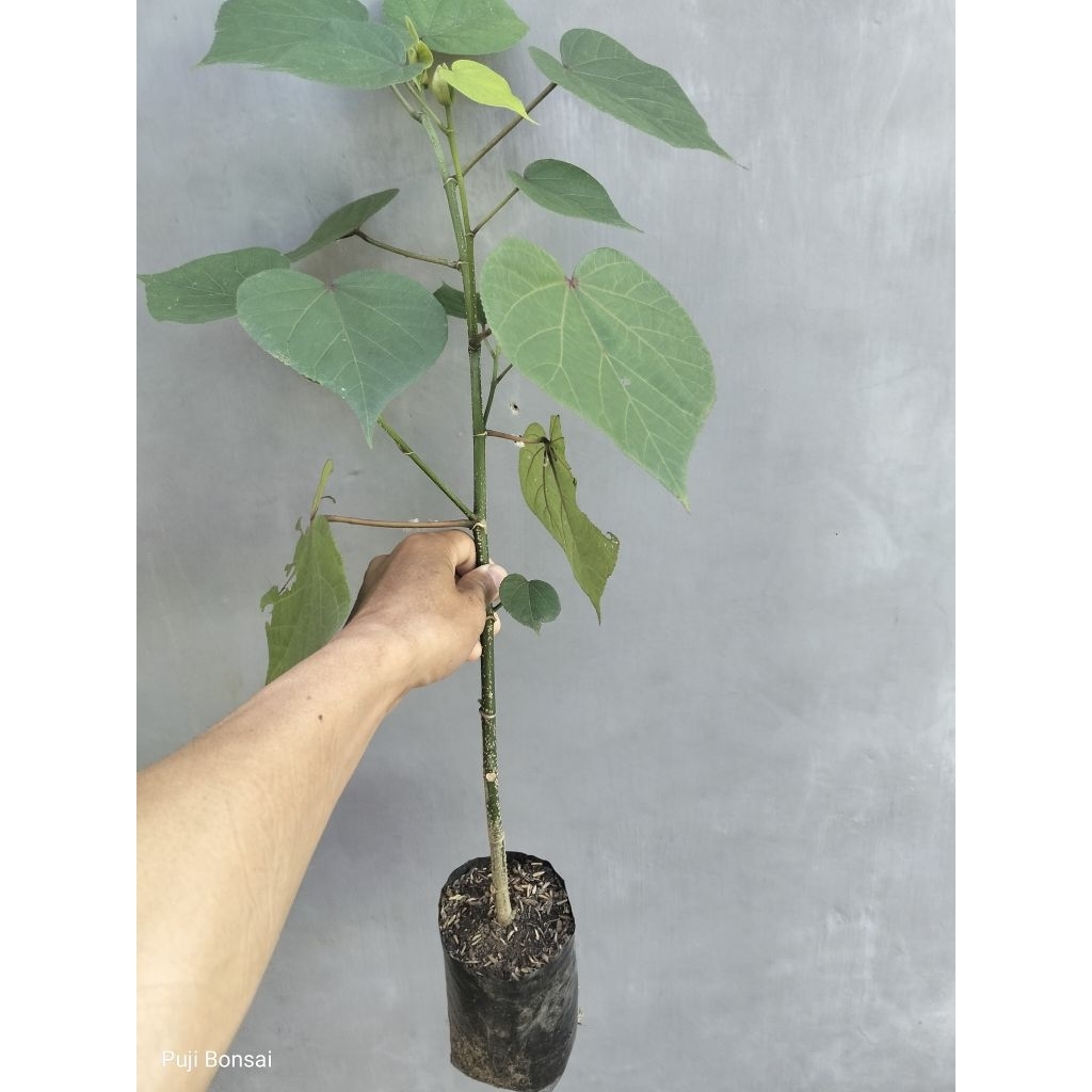 Waru India Bibit Bonsai