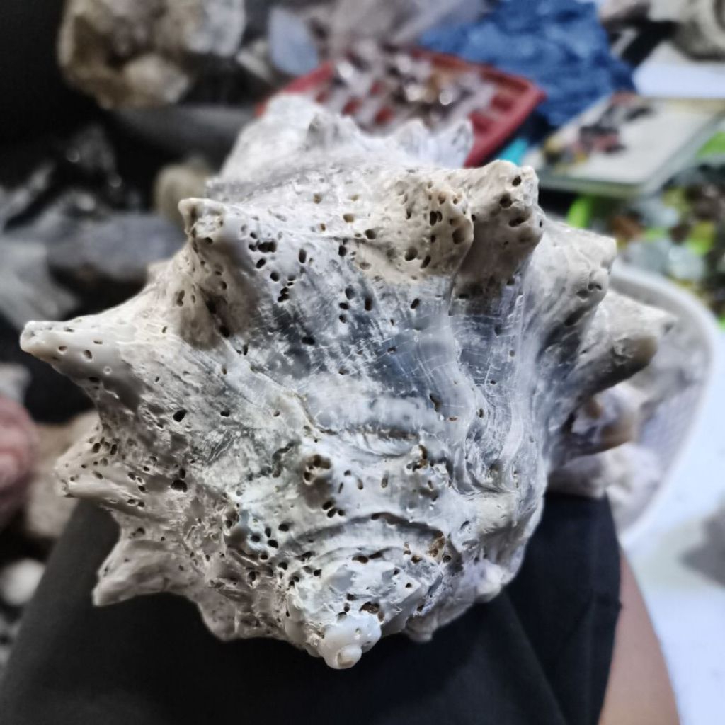 batu keong purba 160