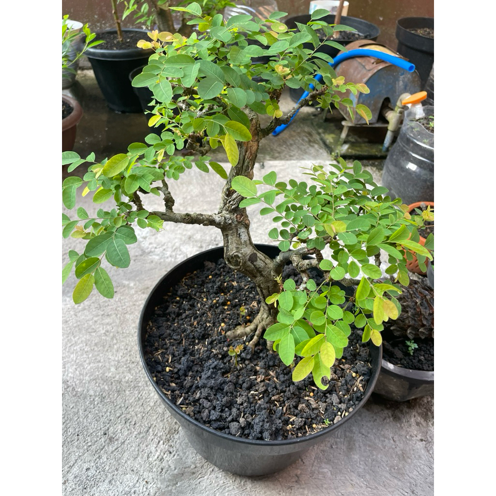 Bonsai Ileng - ileng