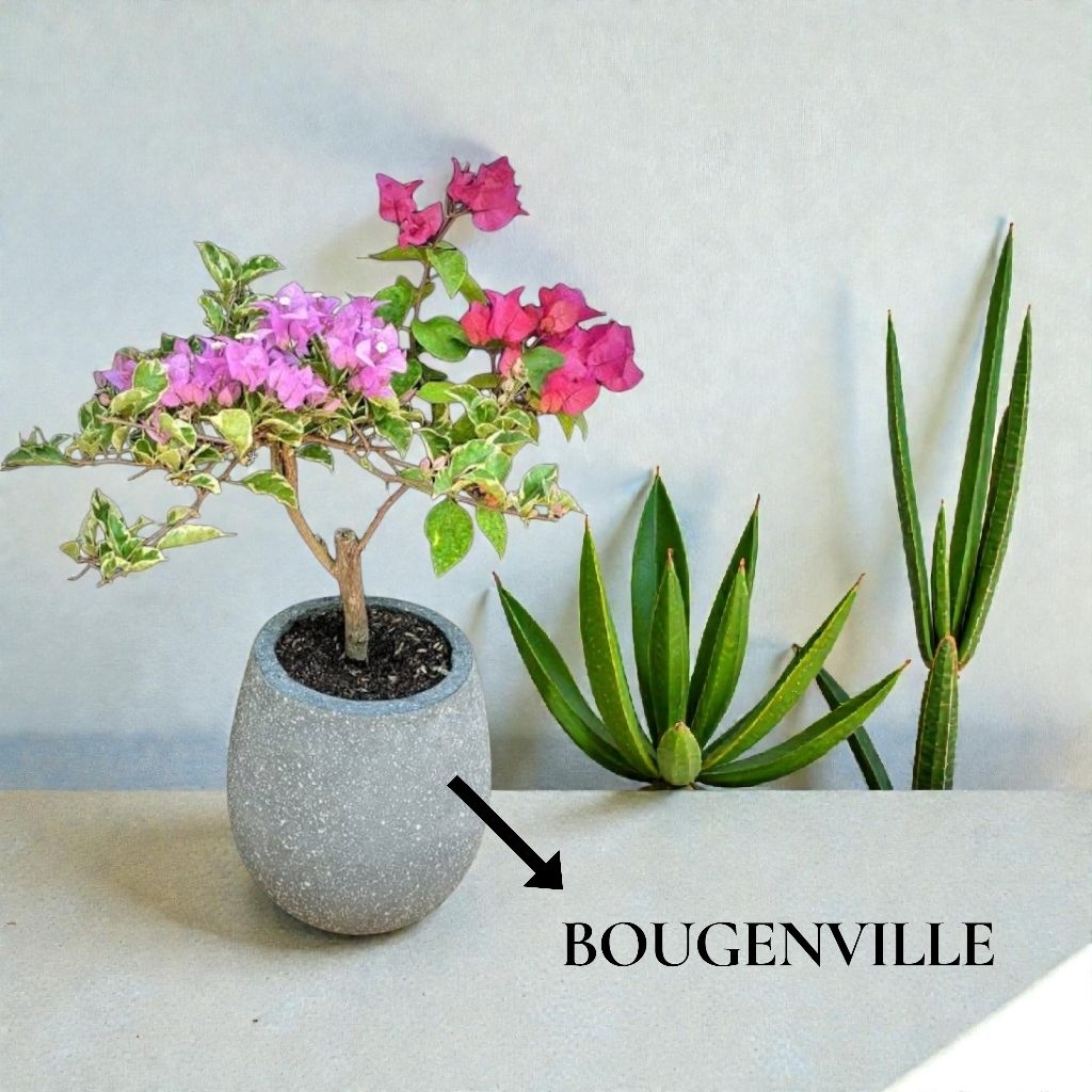BOUGENVILLE VARIEGATA