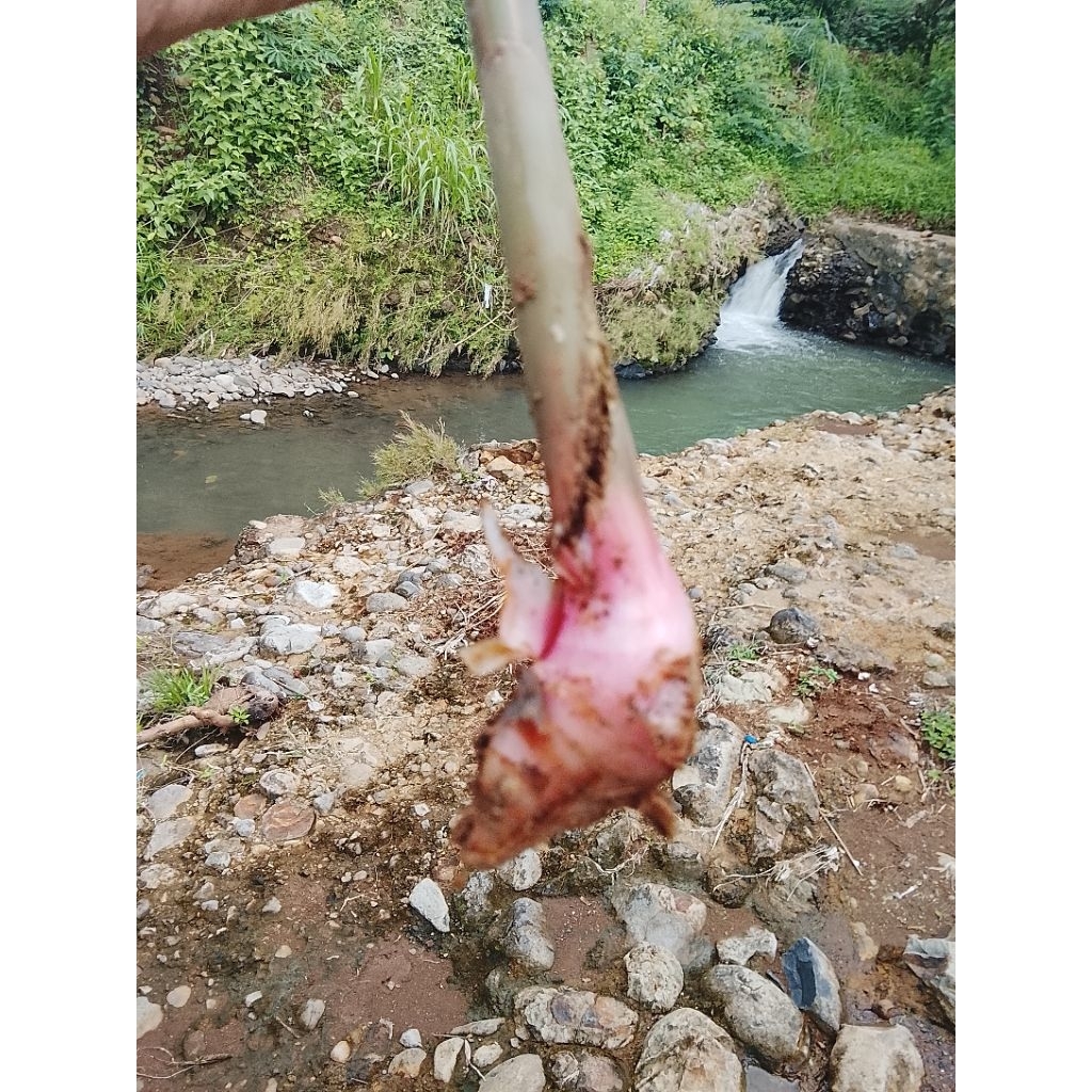 lengkuas merah/Laos merah