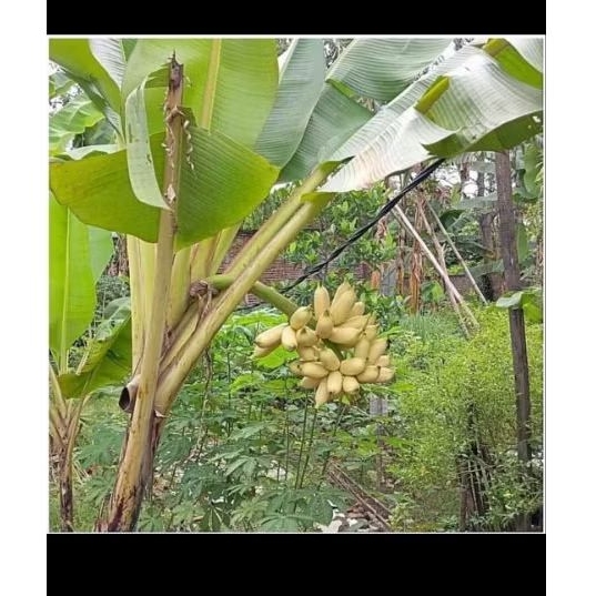 bibit pohon pisang mas siap tanam