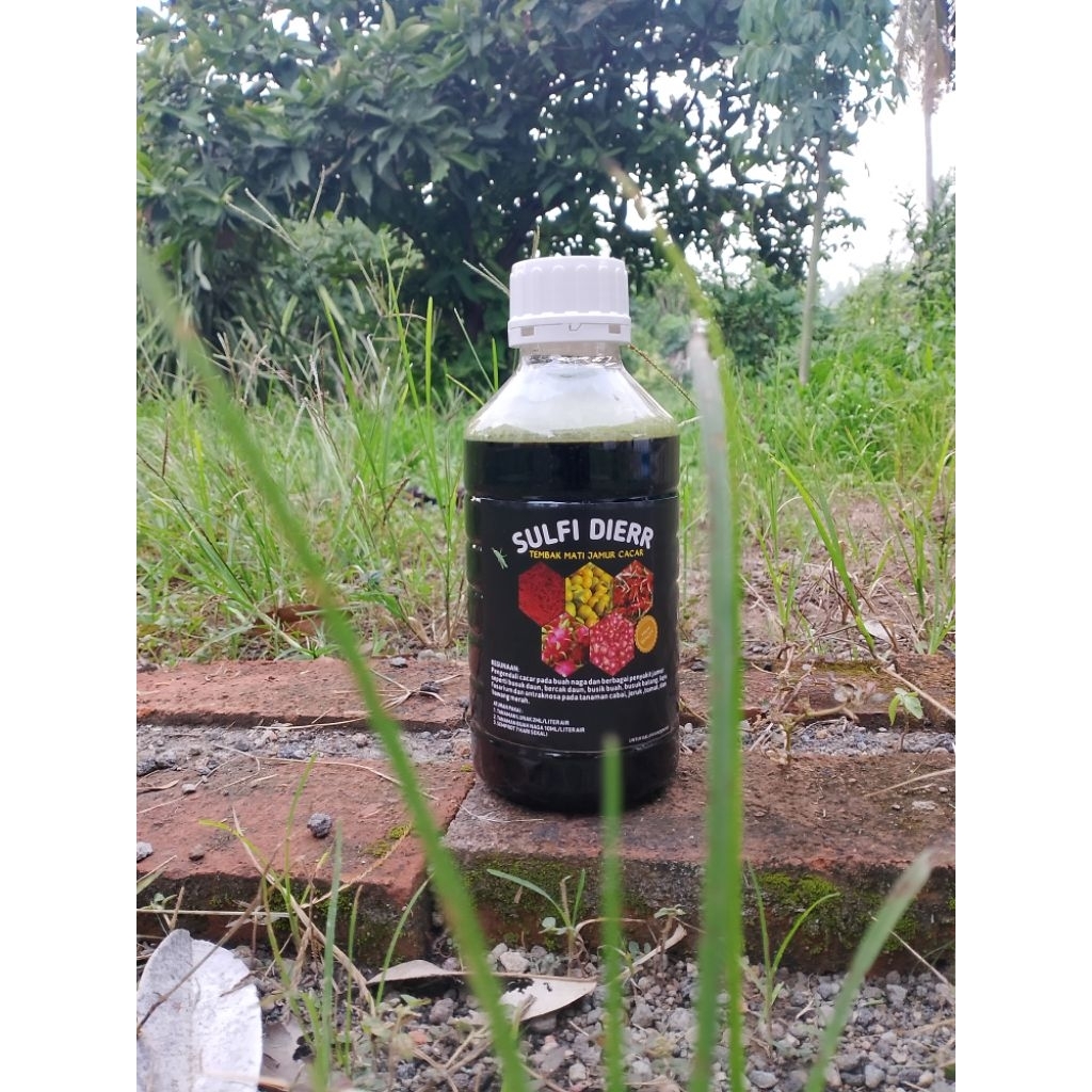 Obat cacar buah naga