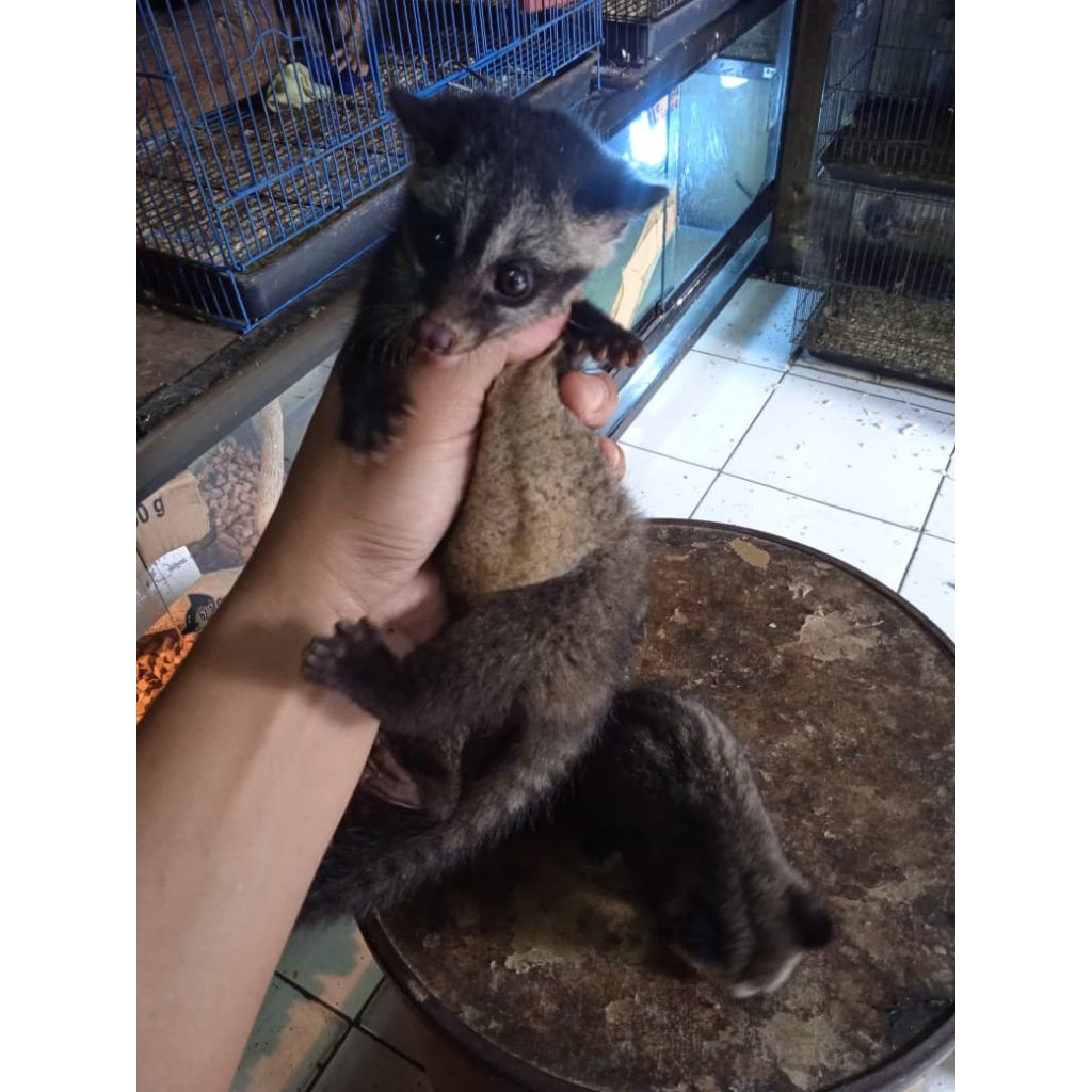 PELIHARAAN MUSANG PANDAN JINAK