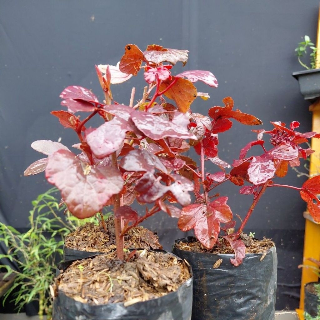 Red panama/red maple lokal murah meriah