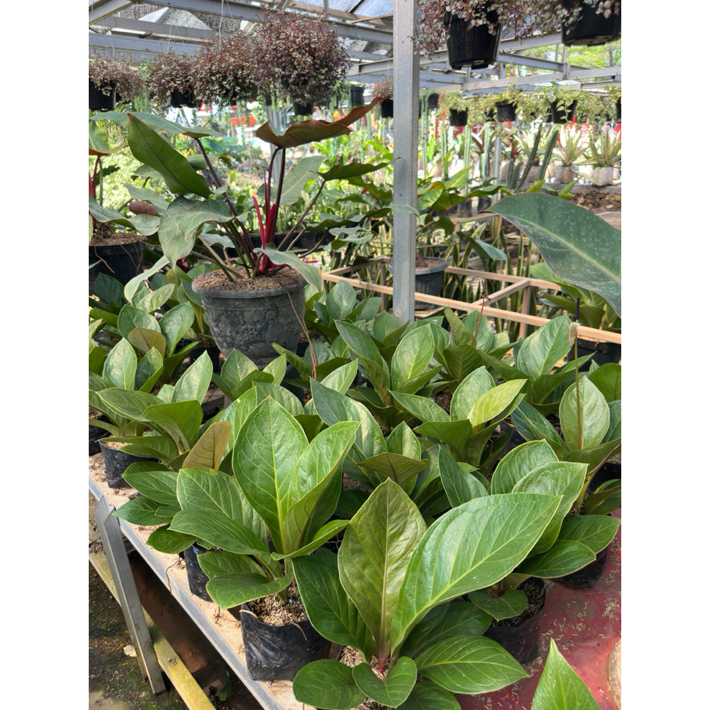 antorium jemani kol ukuran kecil