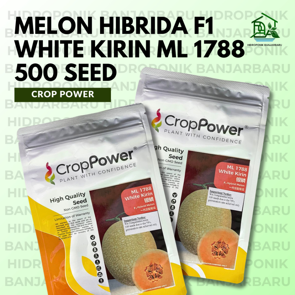 BENIH MELON HIBRIDA F1 WHITE KIRIN ML 1788 ISI 500 SEED CROP POWER HIGH QUALITY