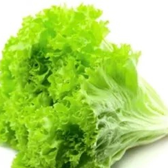 Selada Keriting 1kg