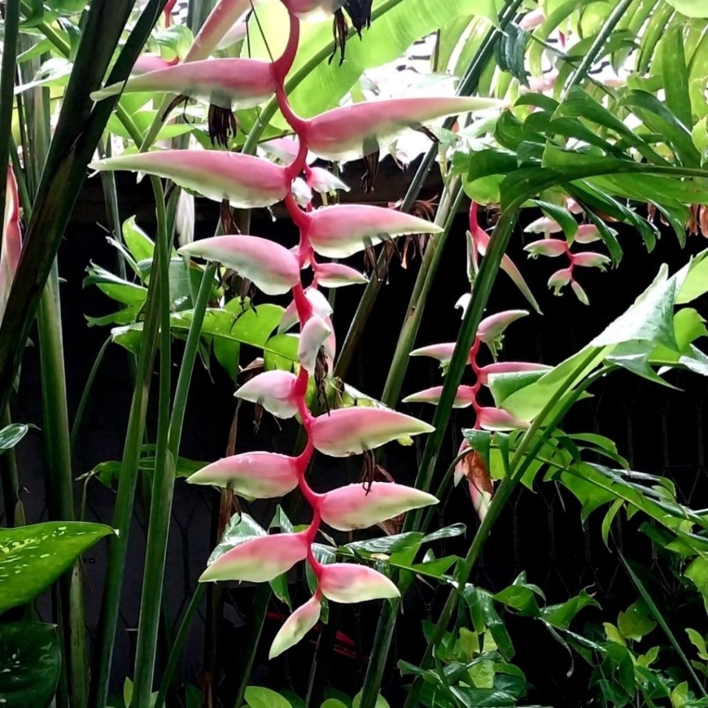 Bibit tanaman Heliconia sexy pink