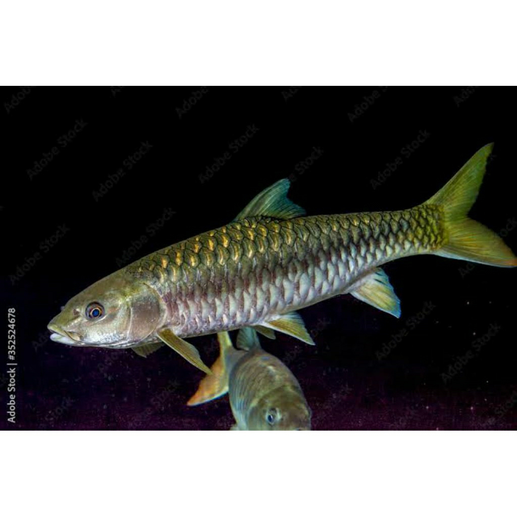 Tor putitora uk 4_6 cm