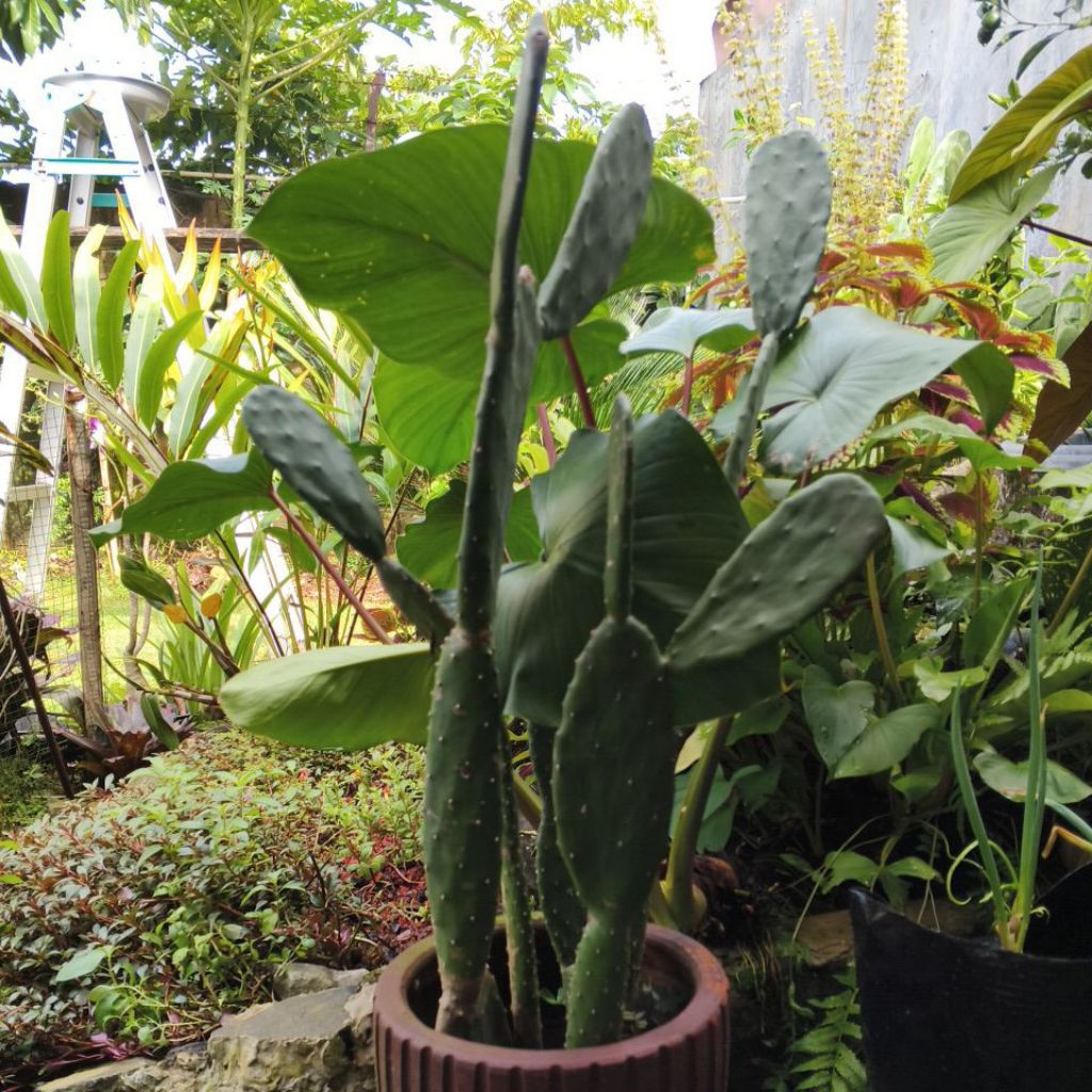 Kaktus centong/Kaktus Micky mouse sudah berakar, tinggi 50 cm up