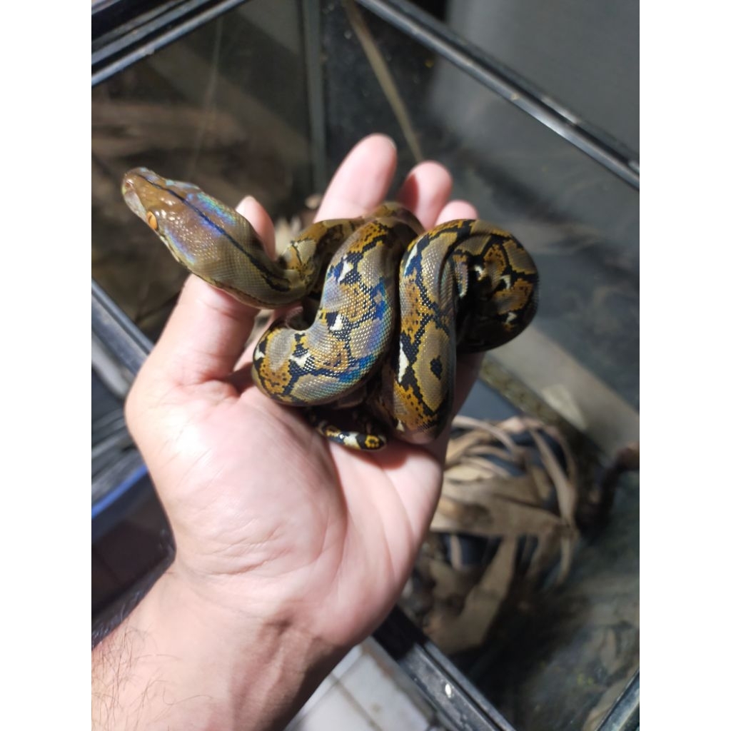 ular Beby retic python ( kurir hanya ojek online Maksimal 40 km)