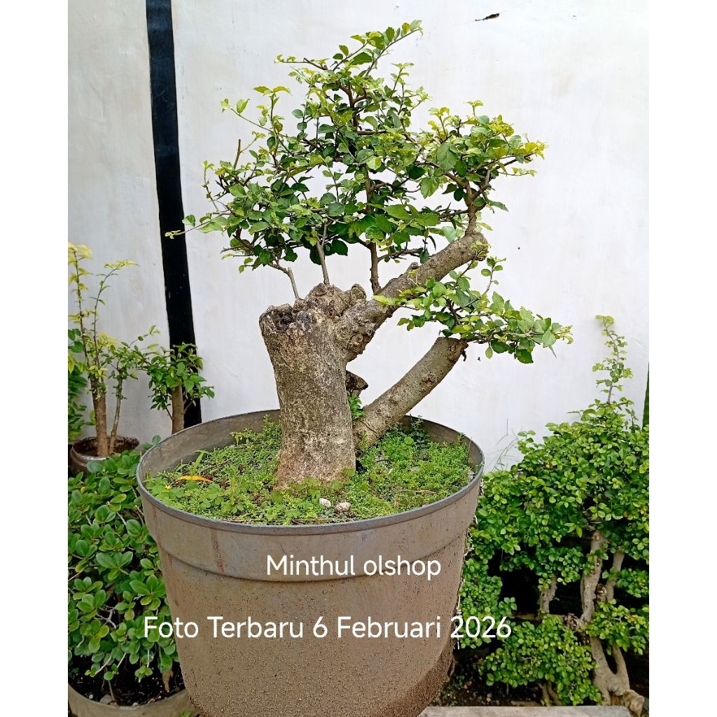 Dongkelan bonsai serut bonggol jumbo sesuai foto